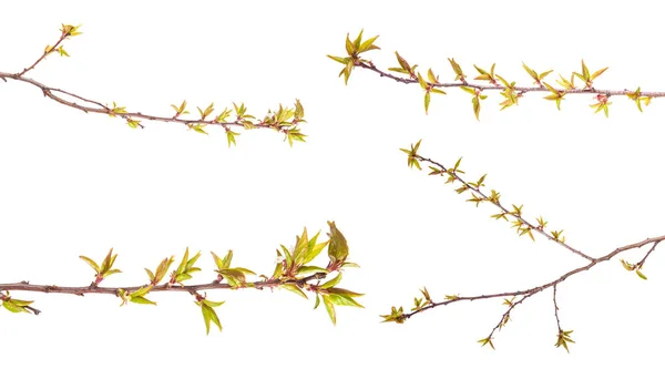 Branche d'abricot aux jeunes feuilles. isolé sur fond blanc — Photo