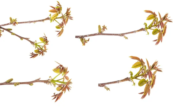 Flowering branch of walnut isolated on white background — Stock Photo, Image