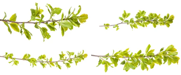 Ramo de árvore de espinho com folhas jovens. isolado em backgroun branco — Fotografia de Stock