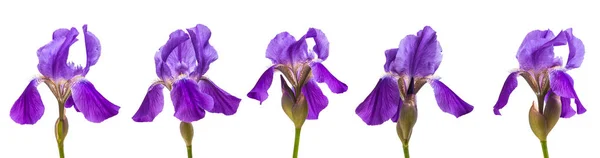 集的花紫色鸢尾。白色背景上孤立 — 图库照片