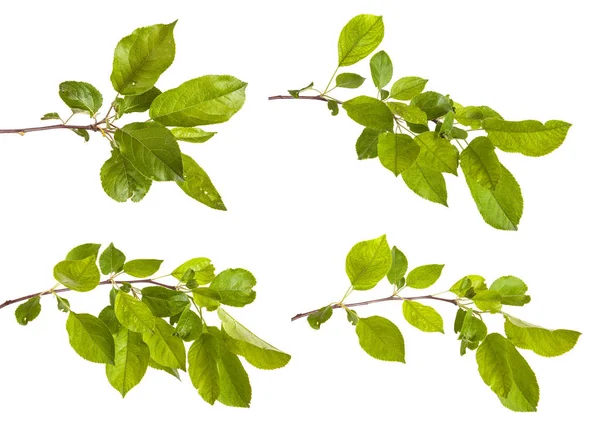 yeşil yaprakları ile elma ağacı dalı. Beyaz adam izole