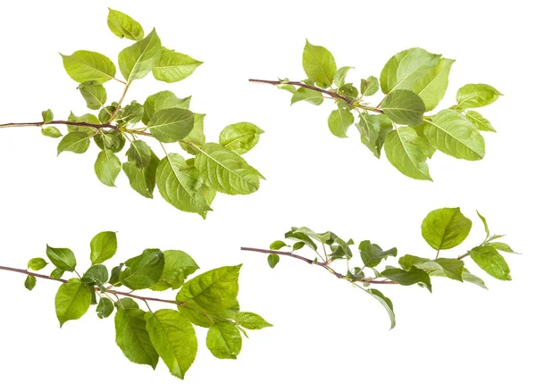 yeşil yaprakları ile elma ağacı dalı. Beyaz adam izole