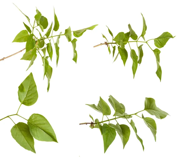 Grön lila blad. isolerade på vit bakgrund. Ställa in — Stockfoto