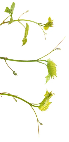 Young vine grapes. isolated on white background. Set — Stock Photo, Image