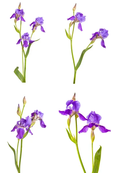 紫色のアイリスの花。分離は、白い背景ではないです。セット — ストック写真
