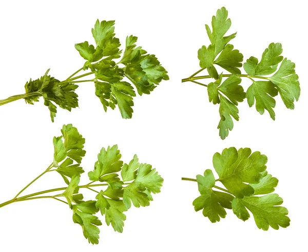 Green parsley leaves isolated on white background. Set — Stock Photo, Image