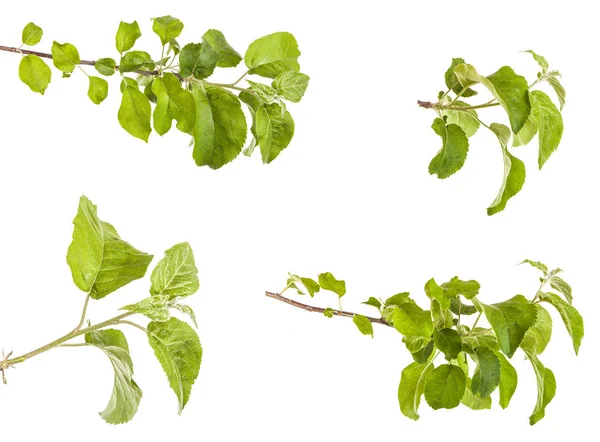 Гілка яблуні з зеленим листям. ізольовані на білому фоні — стокове фото