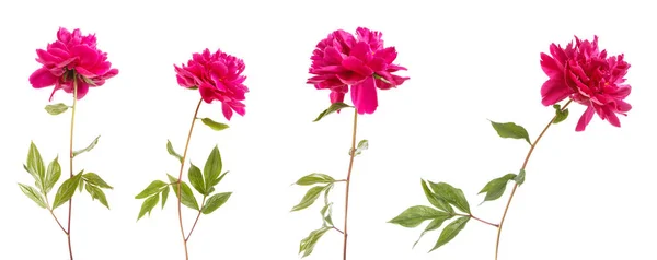 Flor de peonía roja. Aislado sobre fondo blanco. Conjunto — Foto de Stock