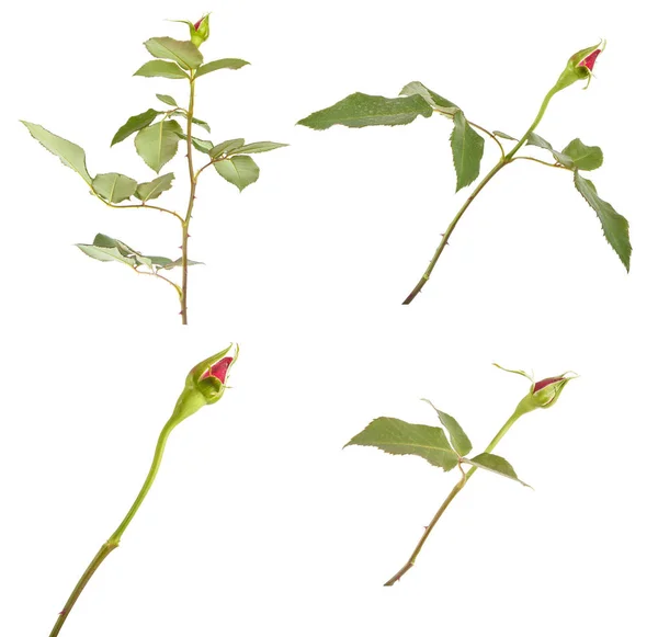 Mladý výhonek růže s pevně pupeny. izolované na bílém pozadí — Stock fotografie