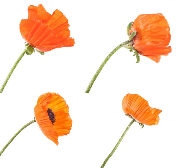 오렌지 양 귀 비 꽃입니다. 흰색 배경에 고립 — 스톡 사진