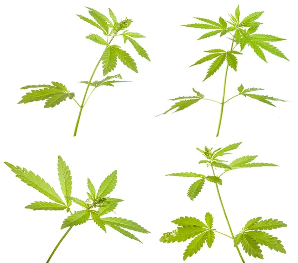 Cannabis Bush isolado em fundo branco. Conjunto — Fotografia de Stock