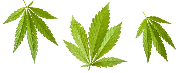 Folha de cannabis isolado no fundo branco. Conjunto — Fotografia de Stock