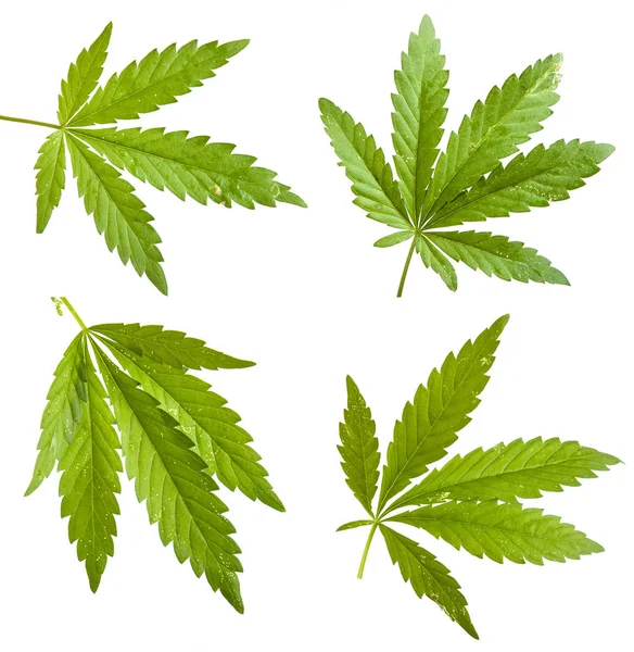 Hoja de cannabis aislada sobre fondo blanco. Conjunto —  Fotos de Stock