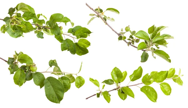 Branche de pommier aux feuilles vertes. isolé sur fond blanc — Photo