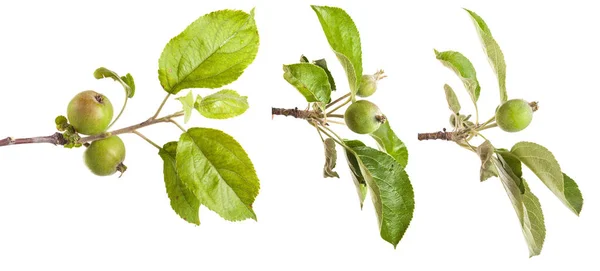 Гілка яблуні з неспішними зеленими яблуками. ізольовані на білому ба — стокове фото