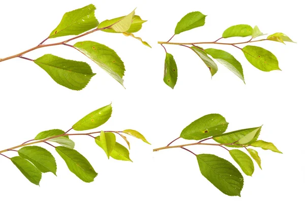 Cherry tree branch isolated on white background. Set — Stock Photo, Image