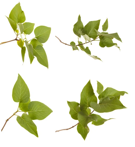 Grön lila blad. isolerade på vit bakgrund. Ställa in — Stockfoto