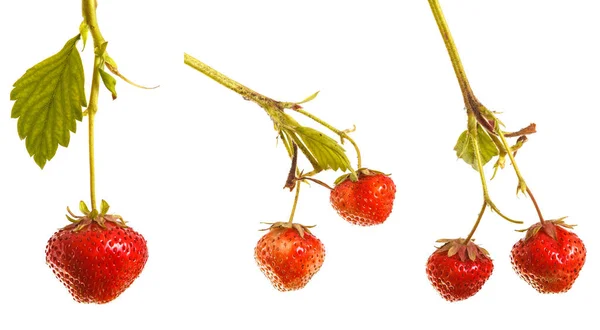 Ripe strawberries on the germ on a white background. Set — Stock Photo, Image