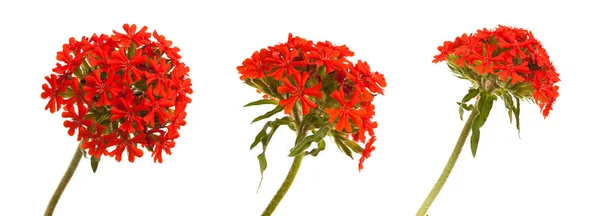 Floks czerwony kwiat. na białym tle — Zdjęcie stockowe