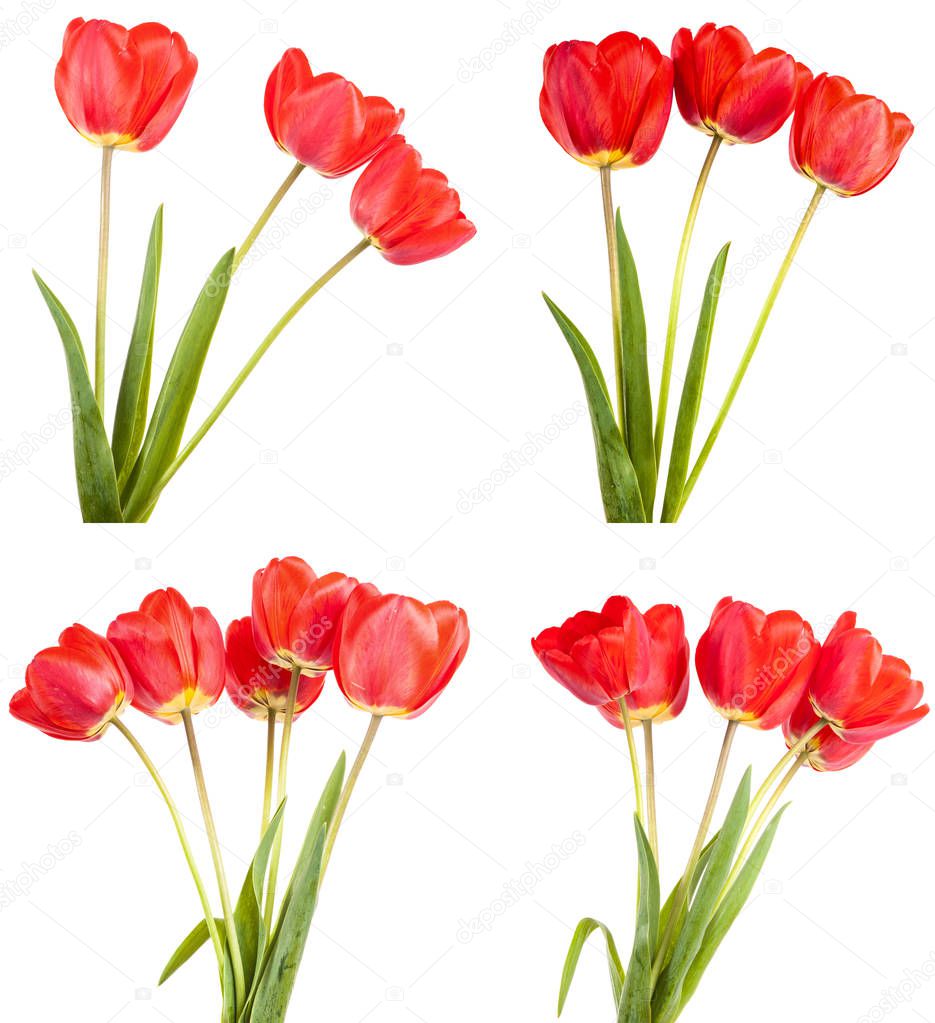 red tulip. isolated on white background. Set