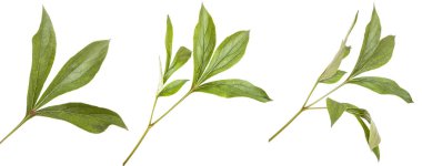 Yeşil Şakayık bush bırakır. Beyaz arka plan üzerinde izole. Ayarla