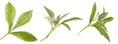 Yeşil Şakayık bush bırakır. Beyaz arka plan üzerinde izole. Ayarla