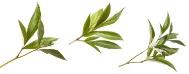 Yeşil Şakayık bush bırakır. Beyaz arka plan üzerinde izole. Ayarla