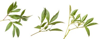 Yeşil Şakayık bush bırakır. Beyaz arka plan üzerinde izole. Ayarla