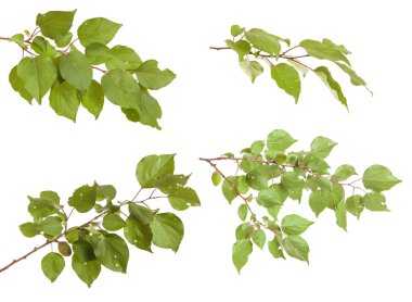 Beyaz arka plan üzerinde izole kayısı ağacı dalı. Ayarla