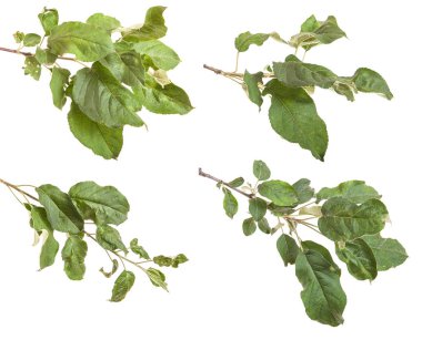 yeşil yaprakları ile elma ağacı dalı. Beyaz adam izole