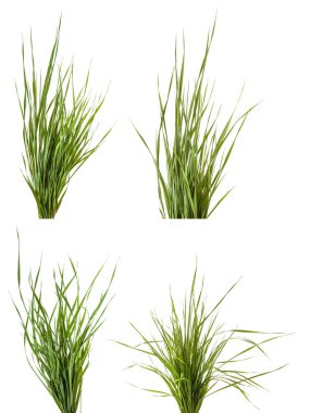 Beyaz arka plan üzerinde izole yeşil çim demeti. Ayarla