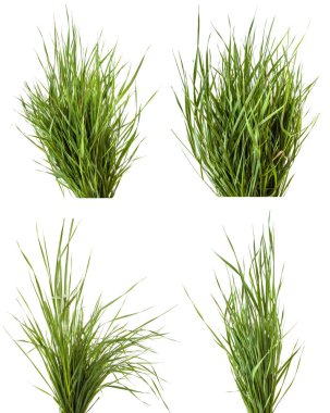 Beyaz arka plan üzerinde izole yeşil çim demeti. Ayarla