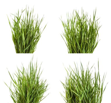 Beyaz arka plan üzerinde izole yeşil çim demeti. Ayarla