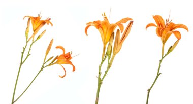 Beyaz arka plan üzerinde izole turuncu lily çiçekler. Ayarla