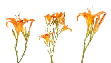 Beyaz arka plan üzerinde izole turuncu lily çiçekler. Ayarla