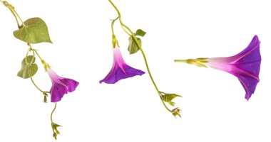 sabah zafer çiçek izole üzerinde beyaz zemin üzerine