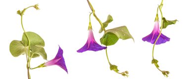 sabah zafer çiçek izole üzerinde beyaz zemin üzerine