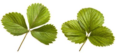 Beyaz arkaplanda yalıtılmış çilek yaprakları