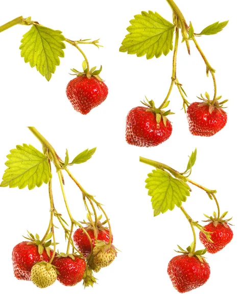 Fragole mature sul germe su fondo bianco — Foto Stock