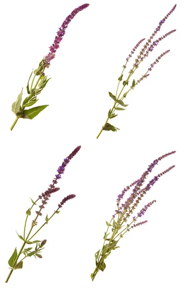 孤立在白色背景上的紫色鼠尾草花 — 图库照片