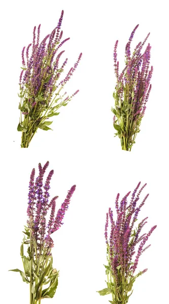 花束盛开的紫色鼠尾草。白色背景上孤立 — 图库照片