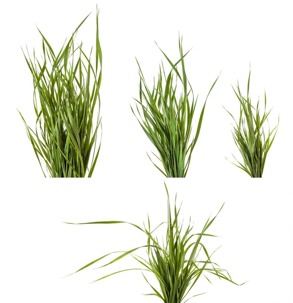 Bundle of green grass isolated on white background. Set — Stock Photo, Image