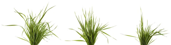 Bundle of green grass isolated on white background. Set — Stock Photo, Image