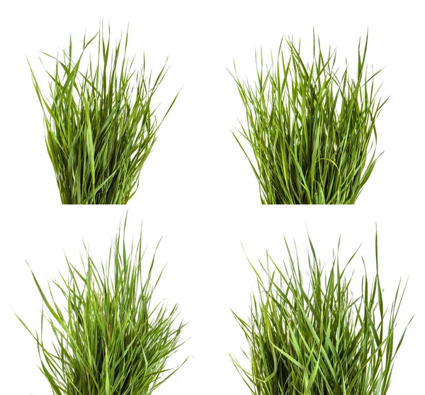Bundel van groen gras geïsoleerd op een witte achtergrond. Instellen — Stockfoto