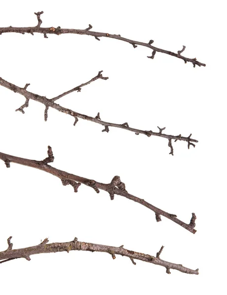 Ramo de árvore de pêra seca isolado no fundo branco — Fotografia de Stock