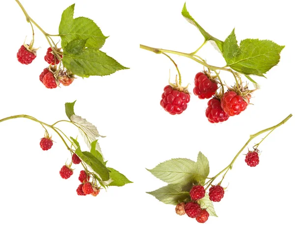 Raspberries on a branch with leaves. on a white background — Stock Photo, Image