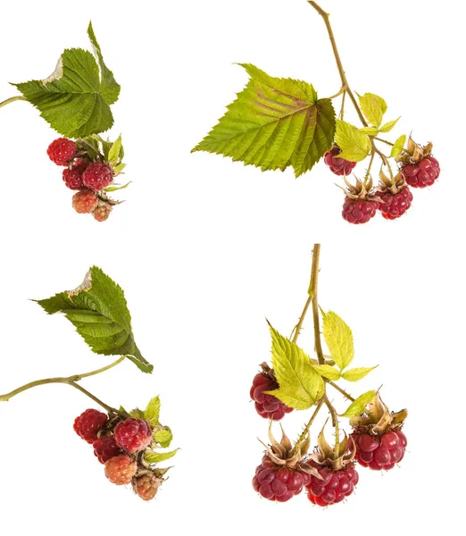 Raspberries on a branch with leaves. on a white background. Set — Stock Photo, Image