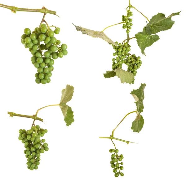 Не спелый виноград с листьями изолированы на белом фоне — стоковое фото