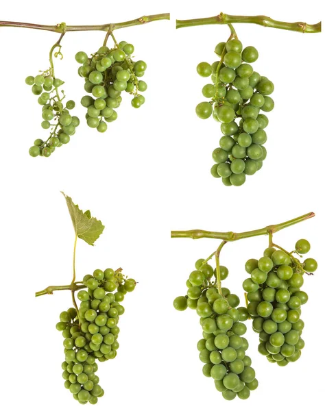 Bunch of unripe green grapes. isolated on white background — Stock Photo, Image