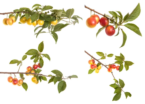 Cabang cherry-plum dengan buah beri dan daun terisolasi di kulit putih — Stok Foto